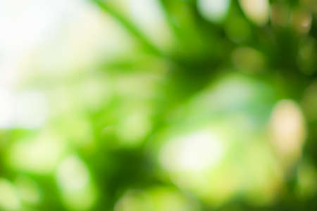 Green nature sunlight colorful bokeh abstract background .Vintage pastel color tone style.の写真素材