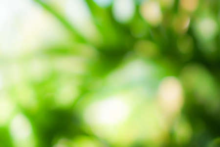 Green nature sunlight colorful bokeh abstract background .Vintage pastel color tone style.の写真素材