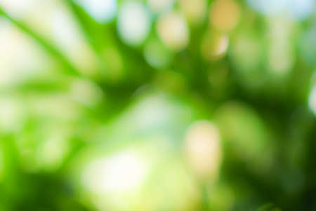 Green nature sunlight colorful bokeh abstract background .Vintage pastel color tone style.の写真素材