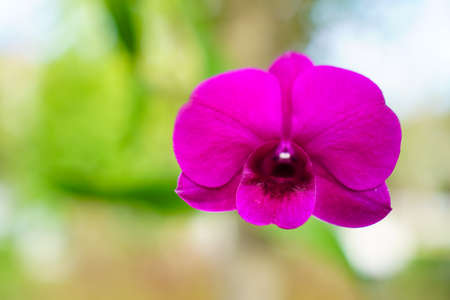 Selective focus of beautiful colorful flowers with summer bokeh background.vintage color style.の写真素材