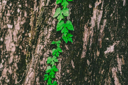 Green tropical leaf on big tree bark texture background.の写真素材