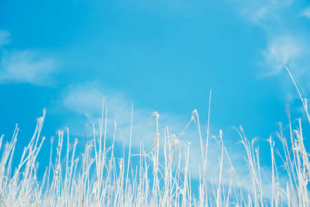 White grass with blue sky background.の写真素材