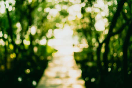 Blur nature green bokeh with small bridge in mangrove forest background.の写真素材