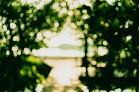Blur nature green bokeh with small bridge in mangrove forest background.の写真素材