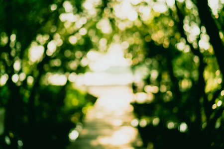 Blur nature green bokeh with small bridge in mangrove forest background.の写真素材