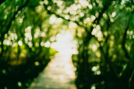 Blur nature green bokeh with small bridge in mangrove forest background.の写真素材