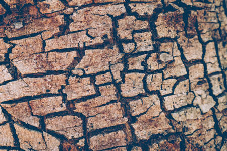Old wood abstract background texture.vintage color tone.の写真素材