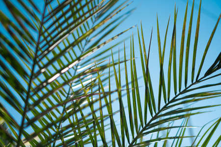 tropical palms leaf with bokeh blue sky and sun light background.の写真素材