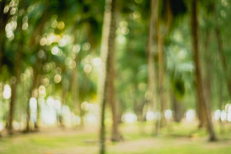 Blur nature bokeh green park by beach and tropical coconut trees in sunset time.の写真素材