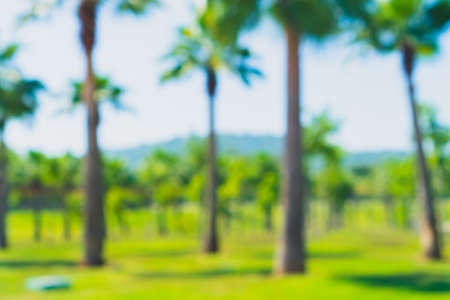 Blur nature bokeh green park by beach and tropical coconut trees in sunset time.の写真素材
