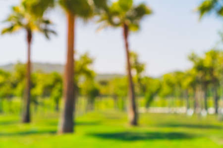 Blur nature bokeh green park by beach and tropical coconut trees in sunset time.の写真素材