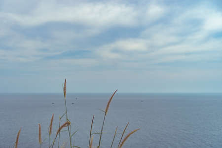 Grass and beach on island with sun light and blue sky background.の写真素材