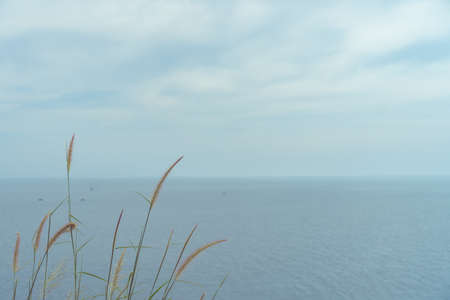 Grass and beach on island with sun light and blue sky background.の写真素材