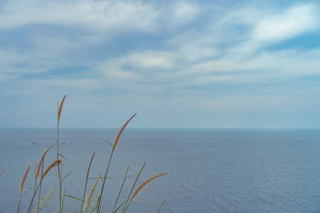 Grass and beach on island with sun light and blue sky background.の写真素材