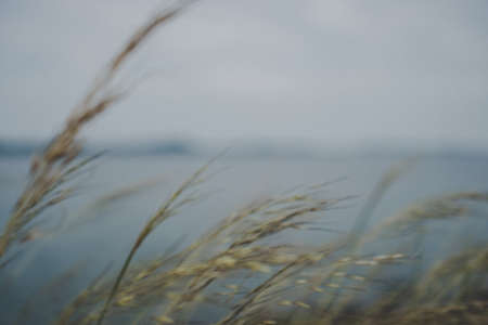 Grass and beach on island with sun light and blue sky background.の写真素材