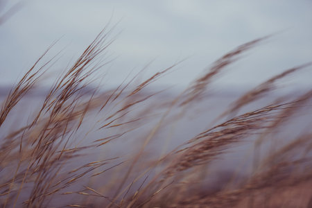Grass and beach on island with sun light and blue sky background.