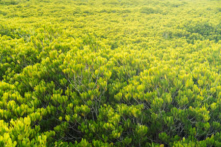 Green nature Mangroves field beautiful background.の写真素材