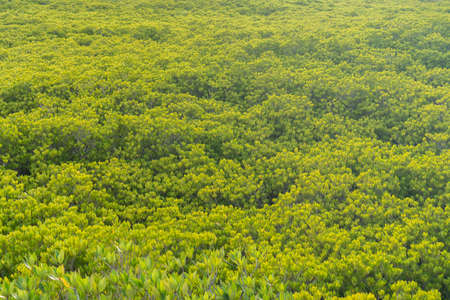 Green nature Mangroves field beautiful background.の写真素材