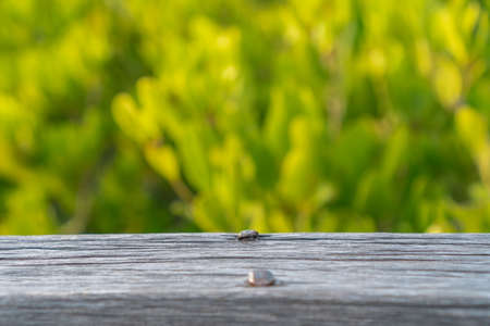 Selective focus of empty old wood on blur nature green leaf with bokeh abstract background.の写真素材