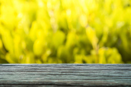 Selective focus of empty old wood on blur nature green leaf with bokeh abstract background.の写真素材