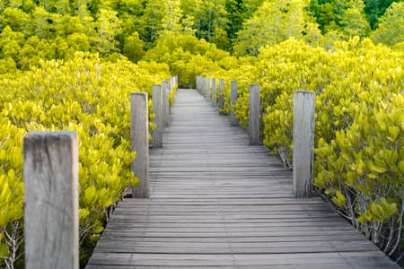 Man is walking on small wood bridge to nature walk way with sunlight flare background.の写真素材
