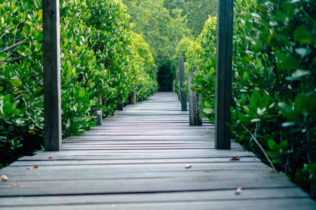 Man is walking on small wood bridge to nature walk way with sunlight flare background.の写真素材
