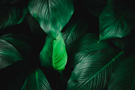 Selective focus closed up tropical summer green leaf background with sunlight.の写真素材
