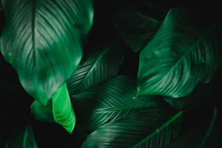 Selective focus closed up tropical summer green leaf background with sunlight.の写真素材