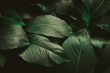 Selective focus closed up tropical summer green leaf background with sunlight.の写真素材