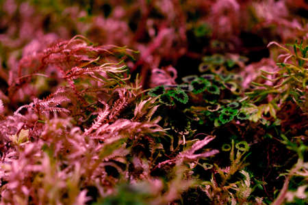 Selective focus closed up tropical summer green leaf background with sunlight.の写真素材