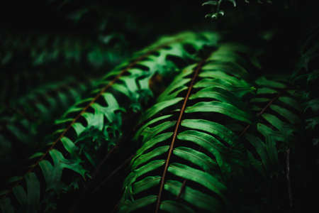 Selective focus closed up tropical summer green leaf background with sunlight.の写真素材