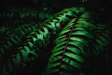 Selective focus closed up tropical summer green leaf background with sunlight.の写真素材