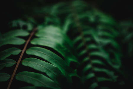 Selective focus closed up tropical summer green leaf background with sunlight.の写真素材