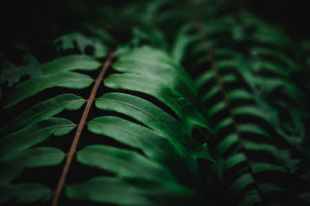 Selective focus closed up tropical summer green leaf background with sunlight.の写真素材