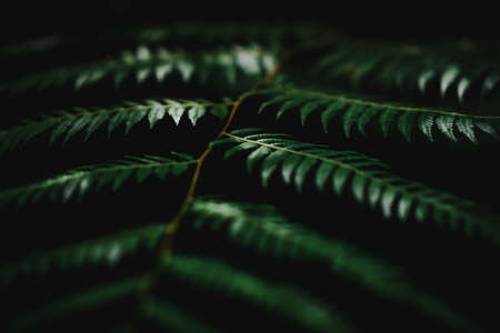 Selective focus closed up tropical summer green leaf background with sunlight.の写真素材