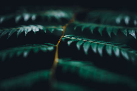 Selective focus closed up tropical summer green leaf background with sunlight.の写真素材