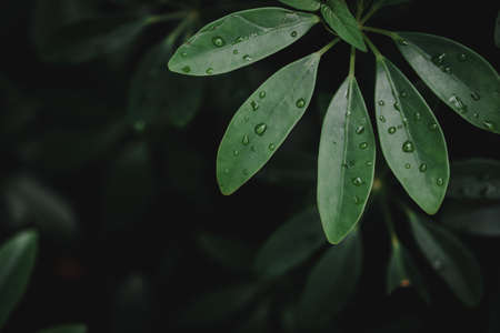 Selective focus closed up tropical summer green leaf background with sunlight.の写真素材