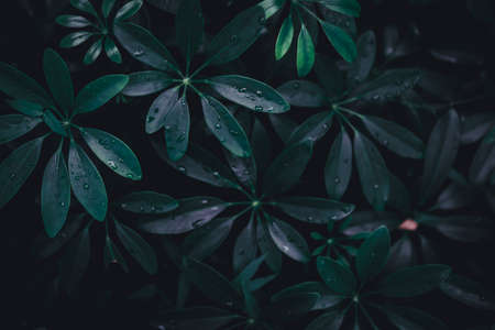 Selective focus closed up tropical summer green leaf background with sunlight.の写真素材