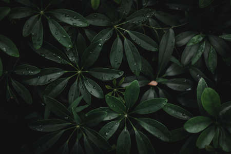 Selective focus closed up tropical summer green leaf background with sunlight.の写真素材