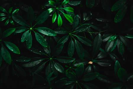 Selective focus closed up tropical summer green leaf background with dark color toneの写真素材