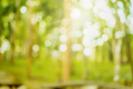 Blur nature bokeh green park by beach and tropical coconut trees in sunset time.