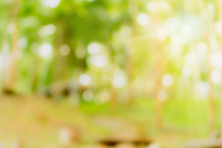 Blur nature bokeh green park by beach and tropical coconut trees in sunset time.の写真素材