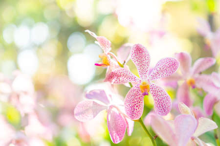 Selective focus of beautiful colorful flowers orchid with summer bokeh background.vintage color style.の写真素材