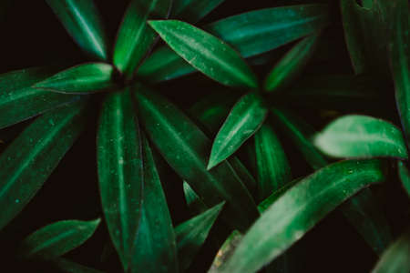 Selective focus closed up tropical summer green leaf background with dark color toneの写真素材