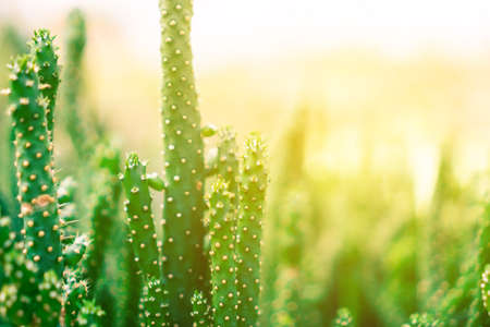 Selective focus many type of cactus in green house background.の写真素材