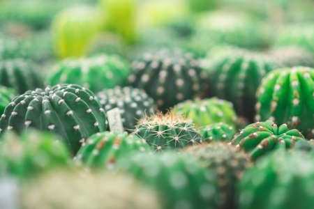 Selective focus many type of cactus in green house background.の写真素材