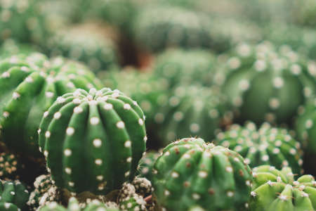 Selective focus many type of cactus in green house background.の写真素材