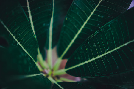 Selective focus closed up tropical summer green leaf background with dark color tone