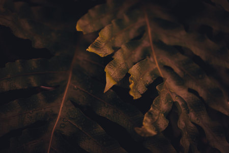 Selective focus closed up tropical summer green gold autumn season leaf background with dark color toneの写真素材
