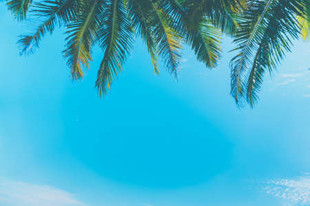 Tropical palm leaf with bokeh blue sky and sun light at summer beach background.の写真素材